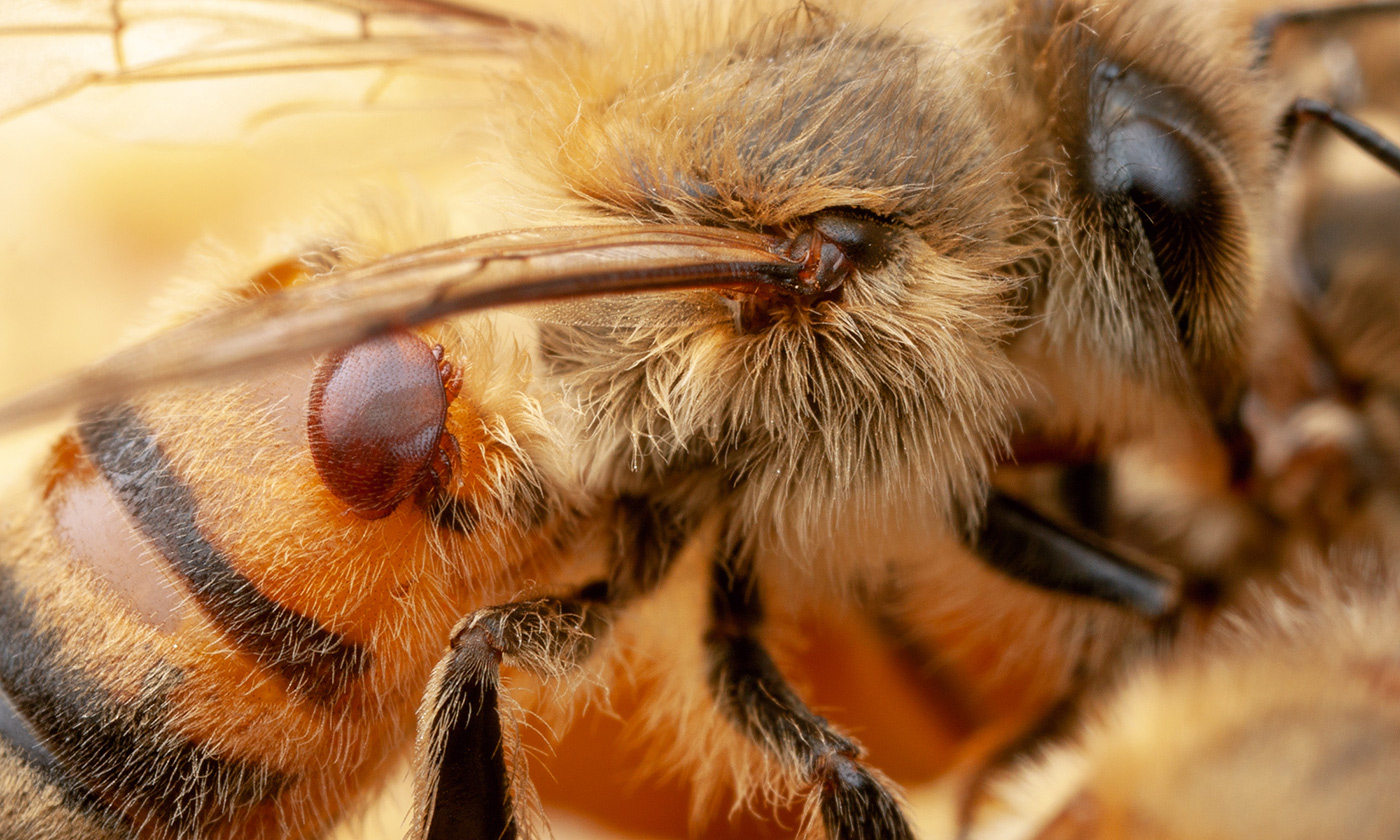 Bacteria Engineered to Protect Bees from Pests and Pathogens - UT News