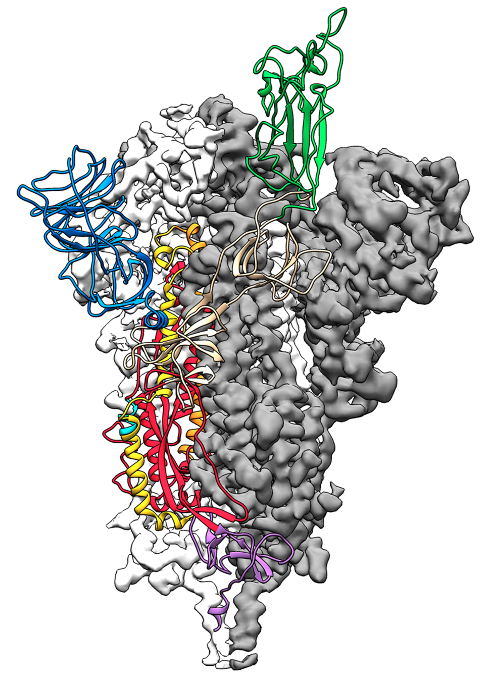 german spike protein