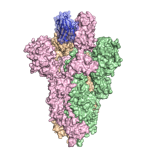 Camelid antibody bound to SARS-Co-V-2 spike protein