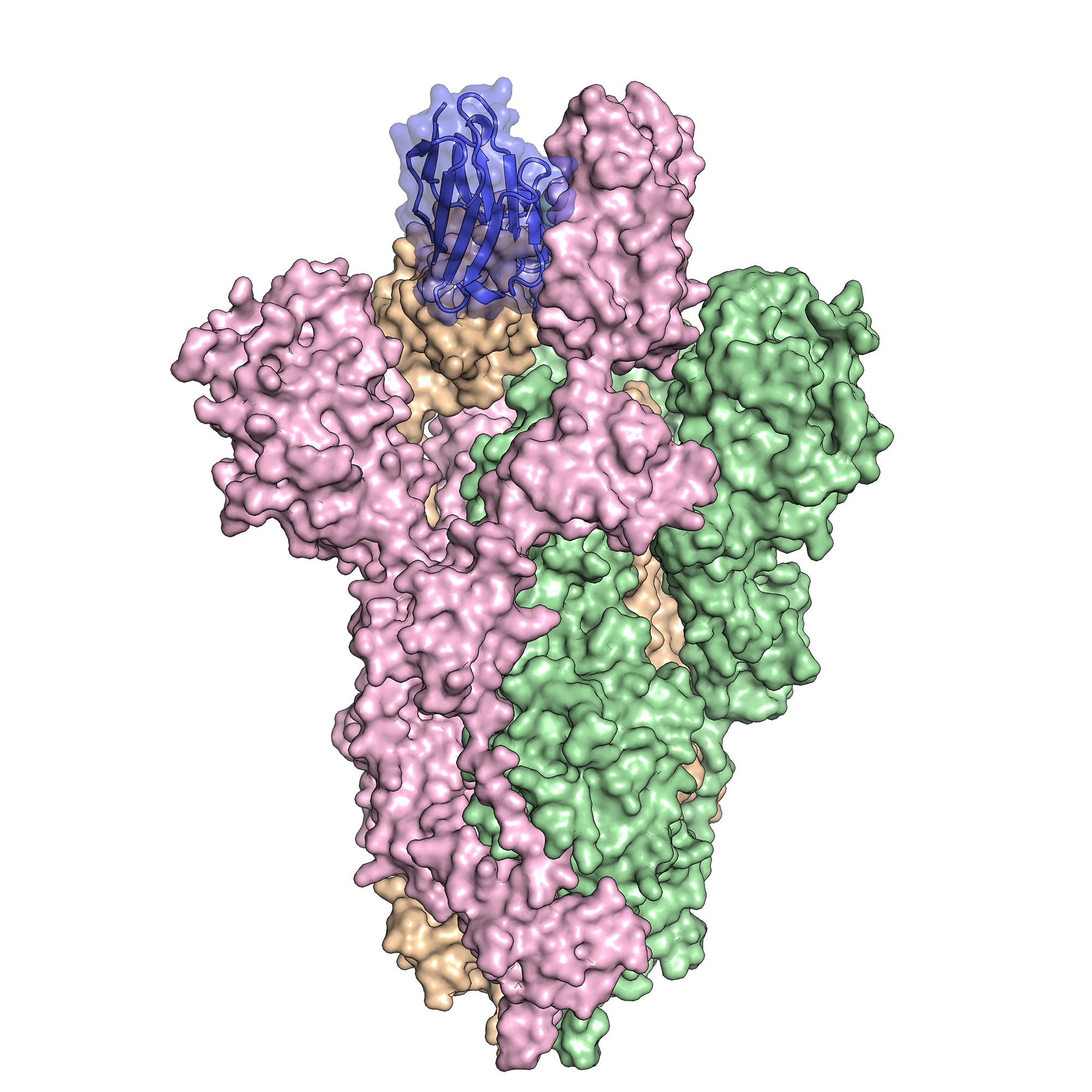 Camelid antibody bound to SARS-Co-V-2 spike protein