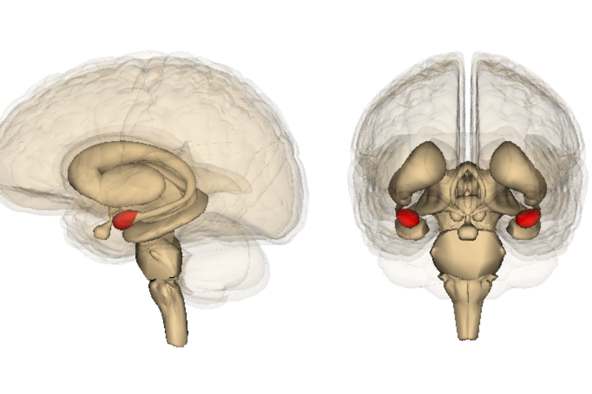 The amygdala is red in the illustration of the brain