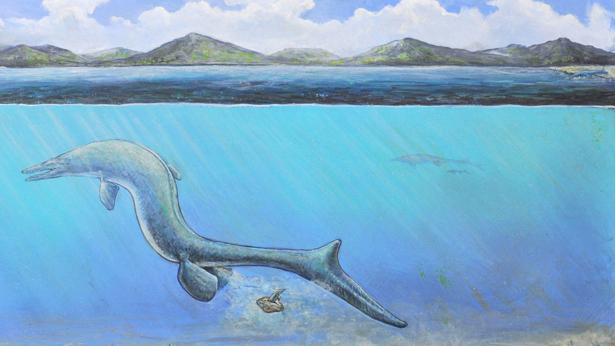 A drawing of the massive mosasaur laying an egg underwater from which a baby is emerging 