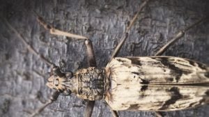 Photograph of a longhorn beetle-2 (1)[2] copy