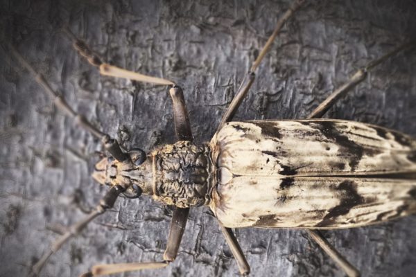 The longhorn beetle can survive in volcanic areas inspires researchers to create new cooling materials