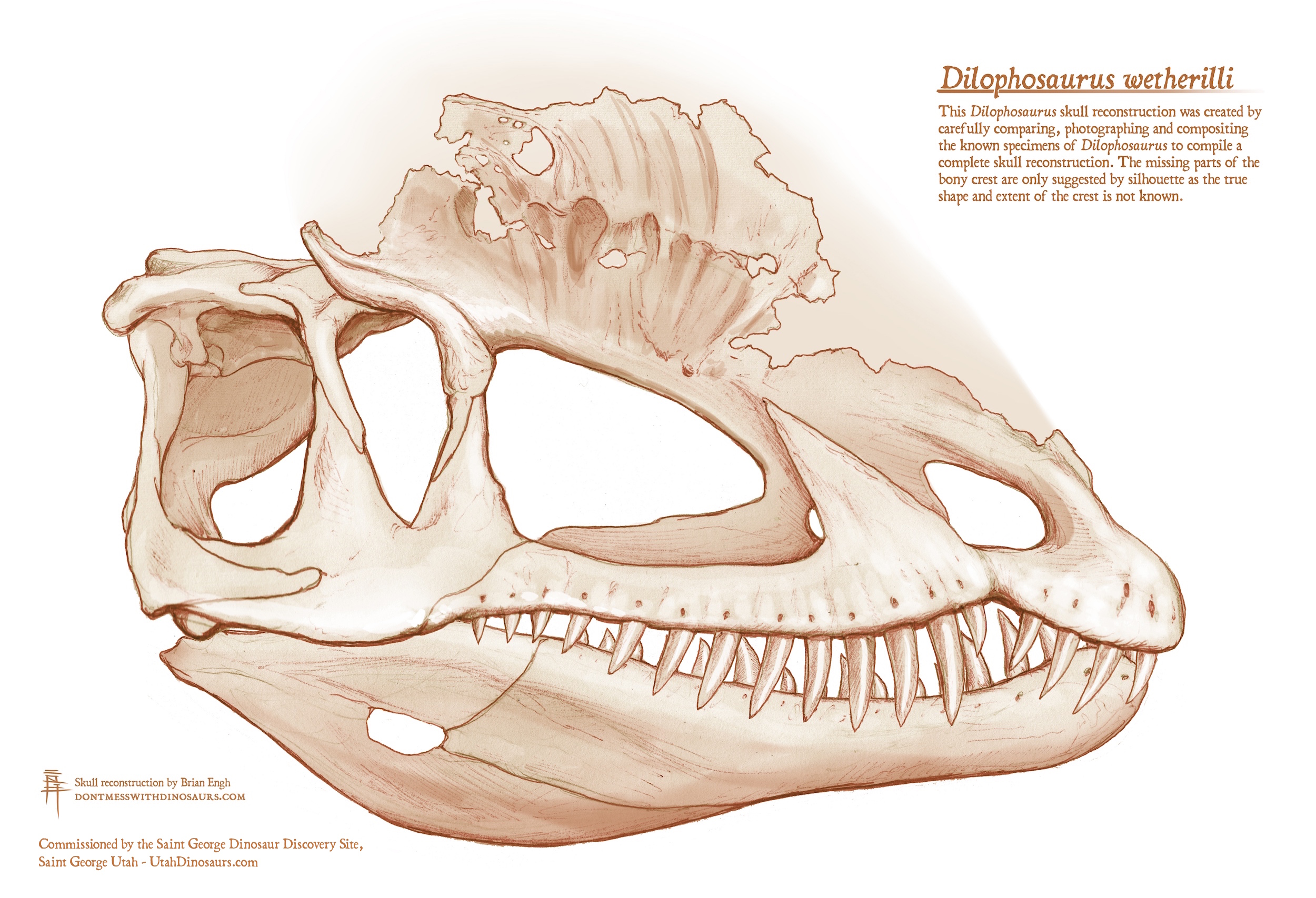 The skull in profile shows sharp teeth and heavy bone growths on the top 