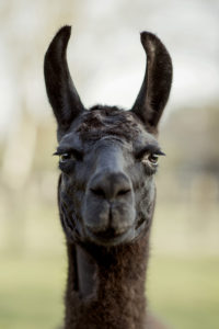 Closeup of the face of black llama.