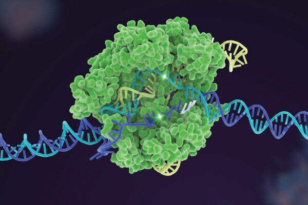 3D model of the CRISPR Cas9 enzyme