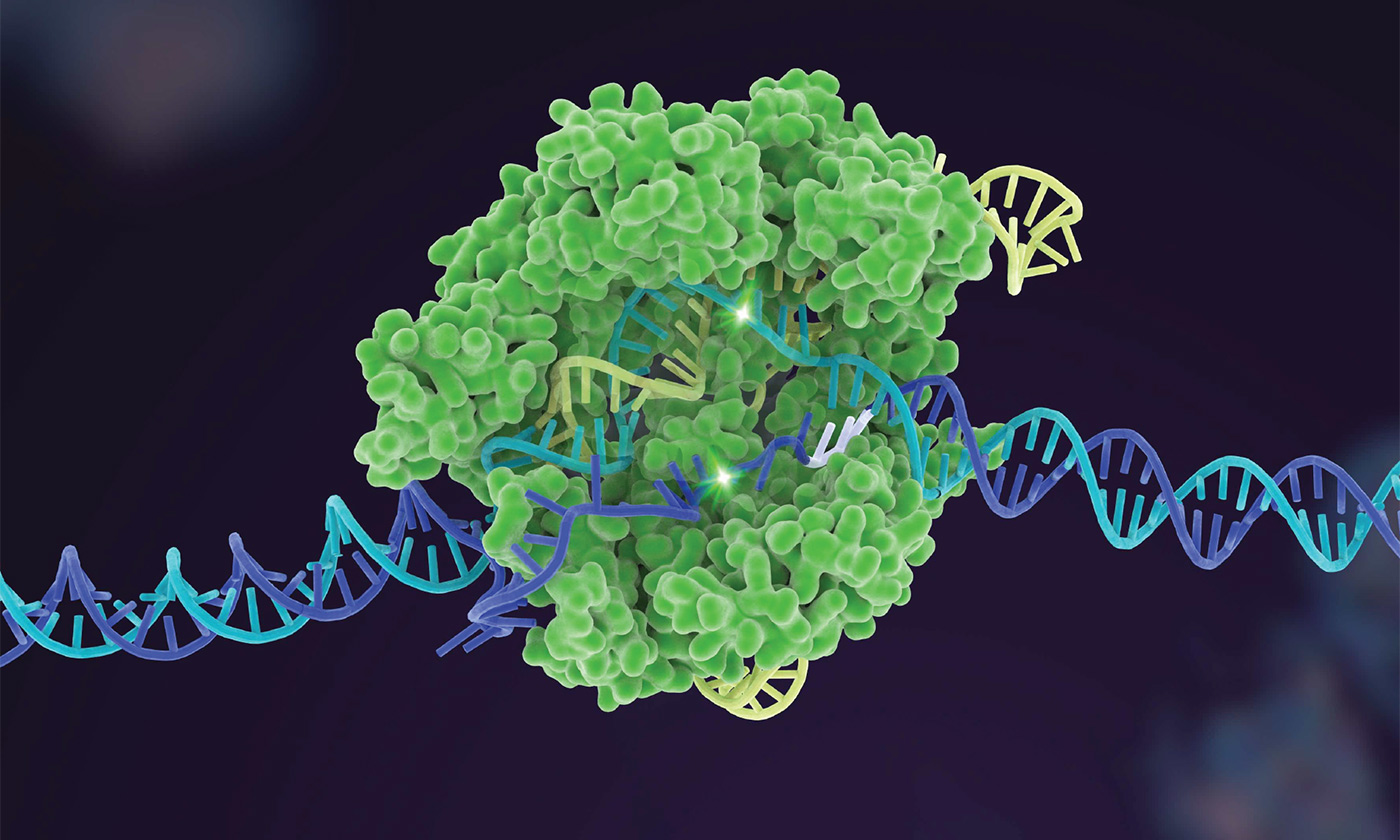 Matching CRISPR to the Job Improves the Safety, Efficiency of the  Gene-Editing Tool - UT News