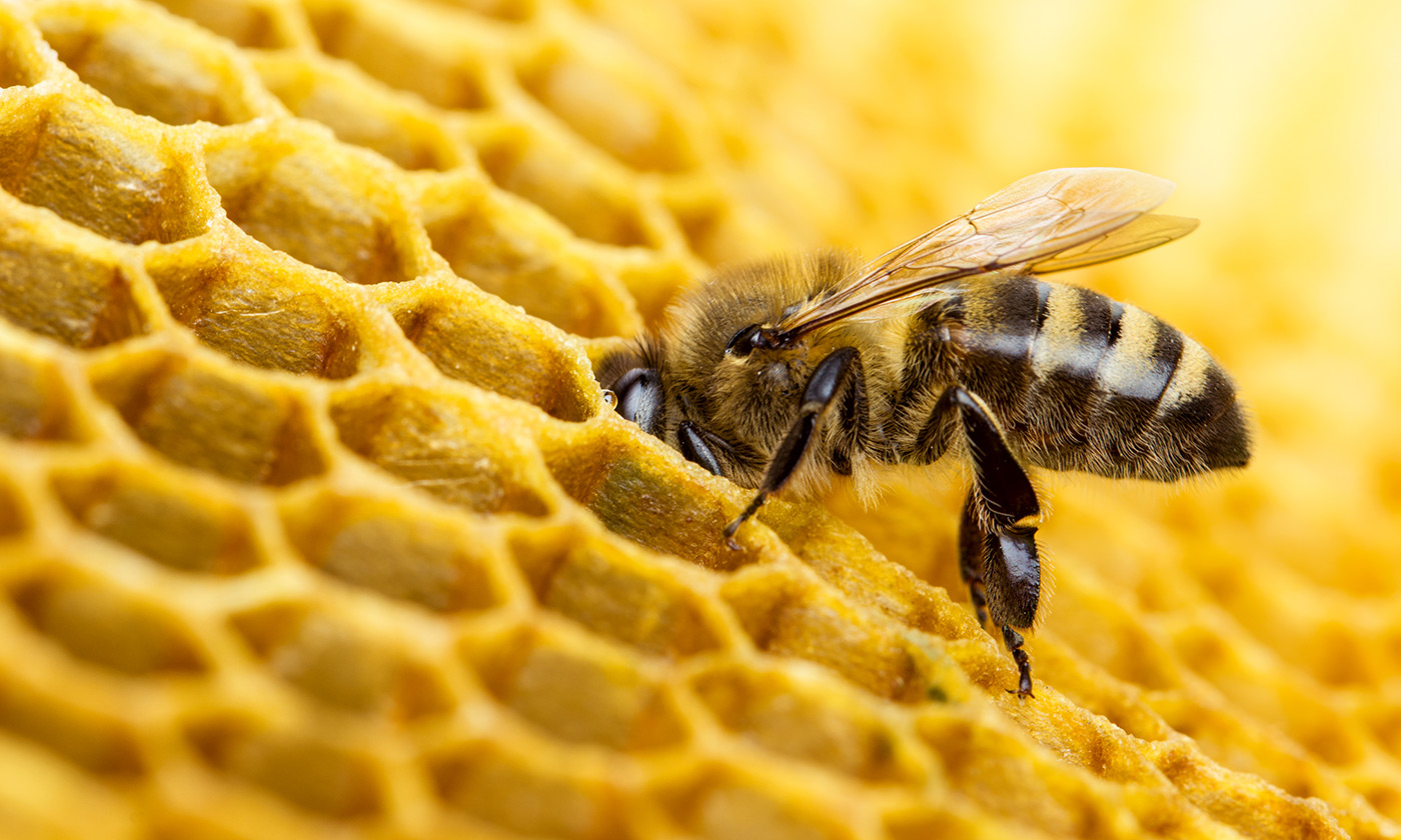 Two Pesticides Approved for Use in US Found to Harm Bees - UT News - UT News | The University of Texas at Austin