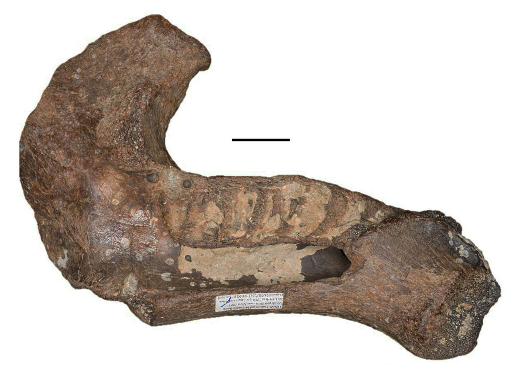 a manatee jaw bone fossil