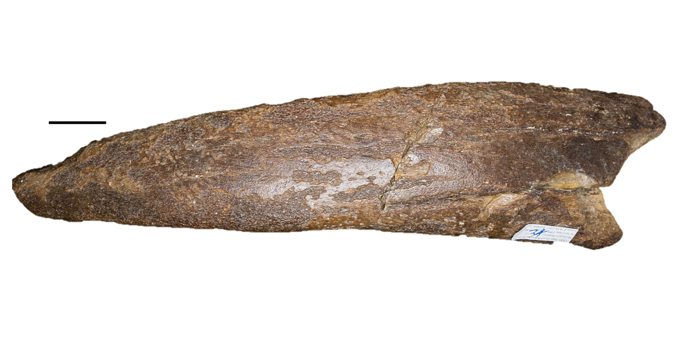 A manatee rib fragment fossil