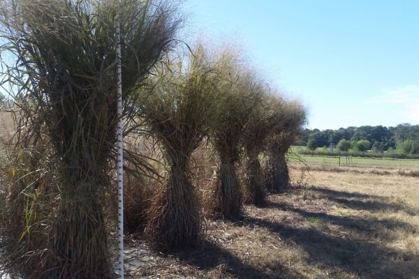 Four large stacks of switchgrass bound in the center.