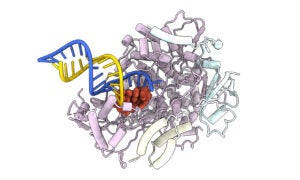 remdesivir rna inhibit polymerase
