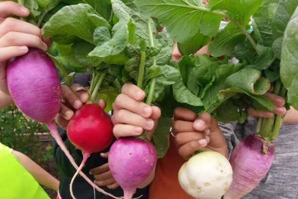 Students show off radishes and beets grown as part of a school garden project.