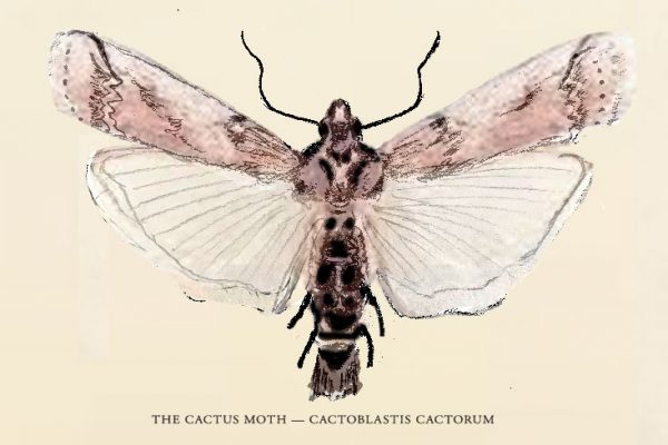 An illustration of a cactus moth. It has a brown body and brown and opaque wings.