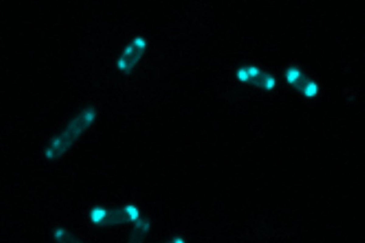 Fight Against Antibiotic-Resistant Bacteria Has a Glowing New Weapon ...