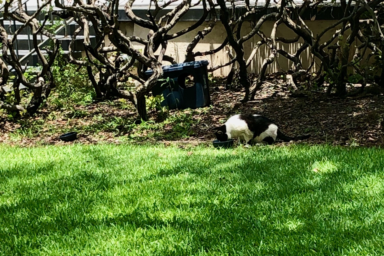Domino eating out of a bowl