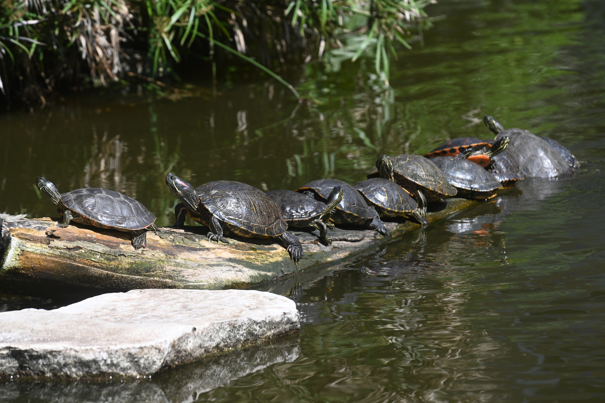 turtles in pond
