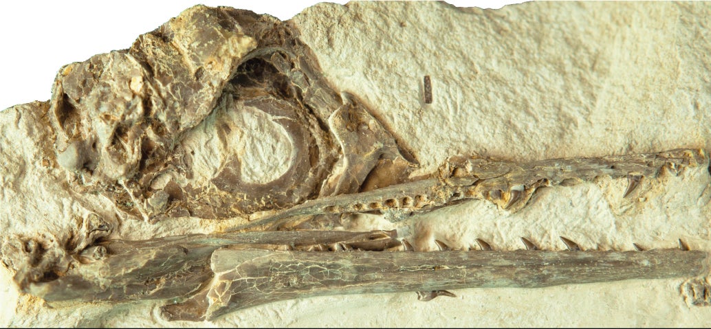 The fossil skull shows the eye socket, beak, and teeth