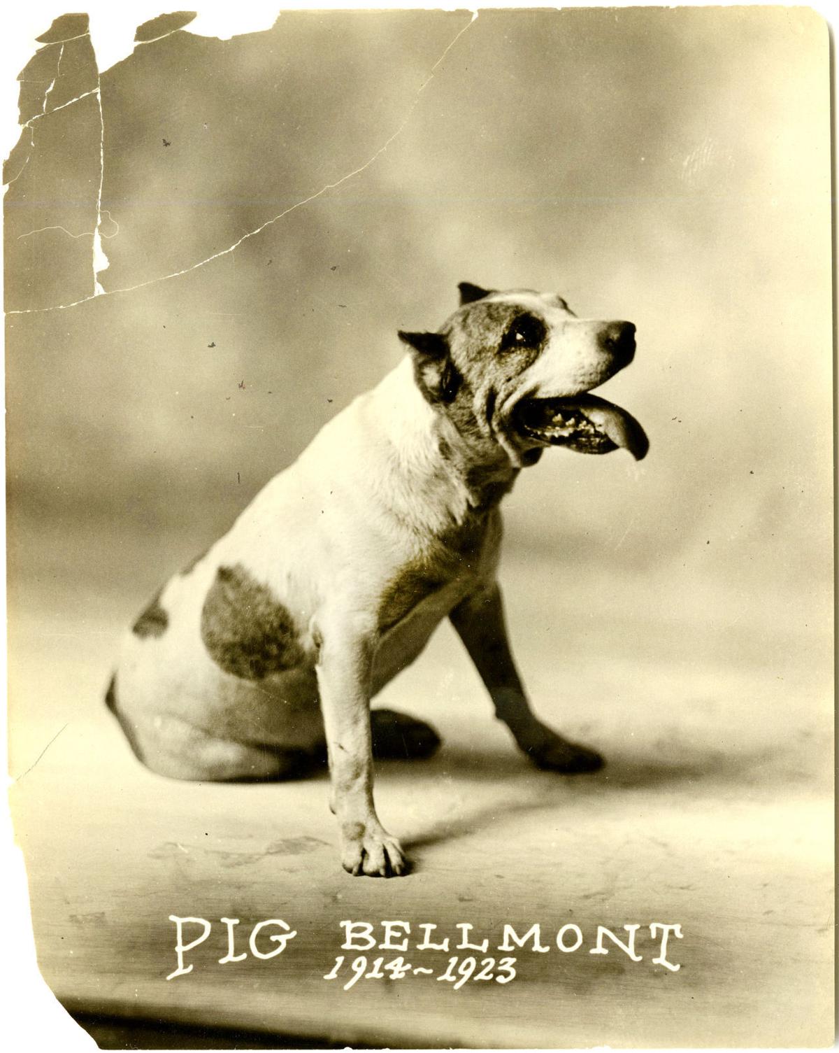 Theo Bellmont's dog Pig