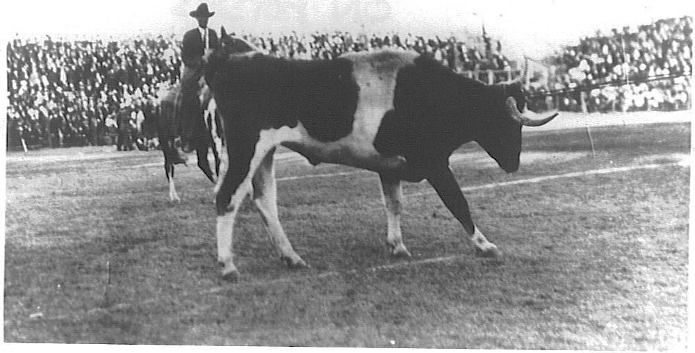Longhorn steer being pulled onto a football field