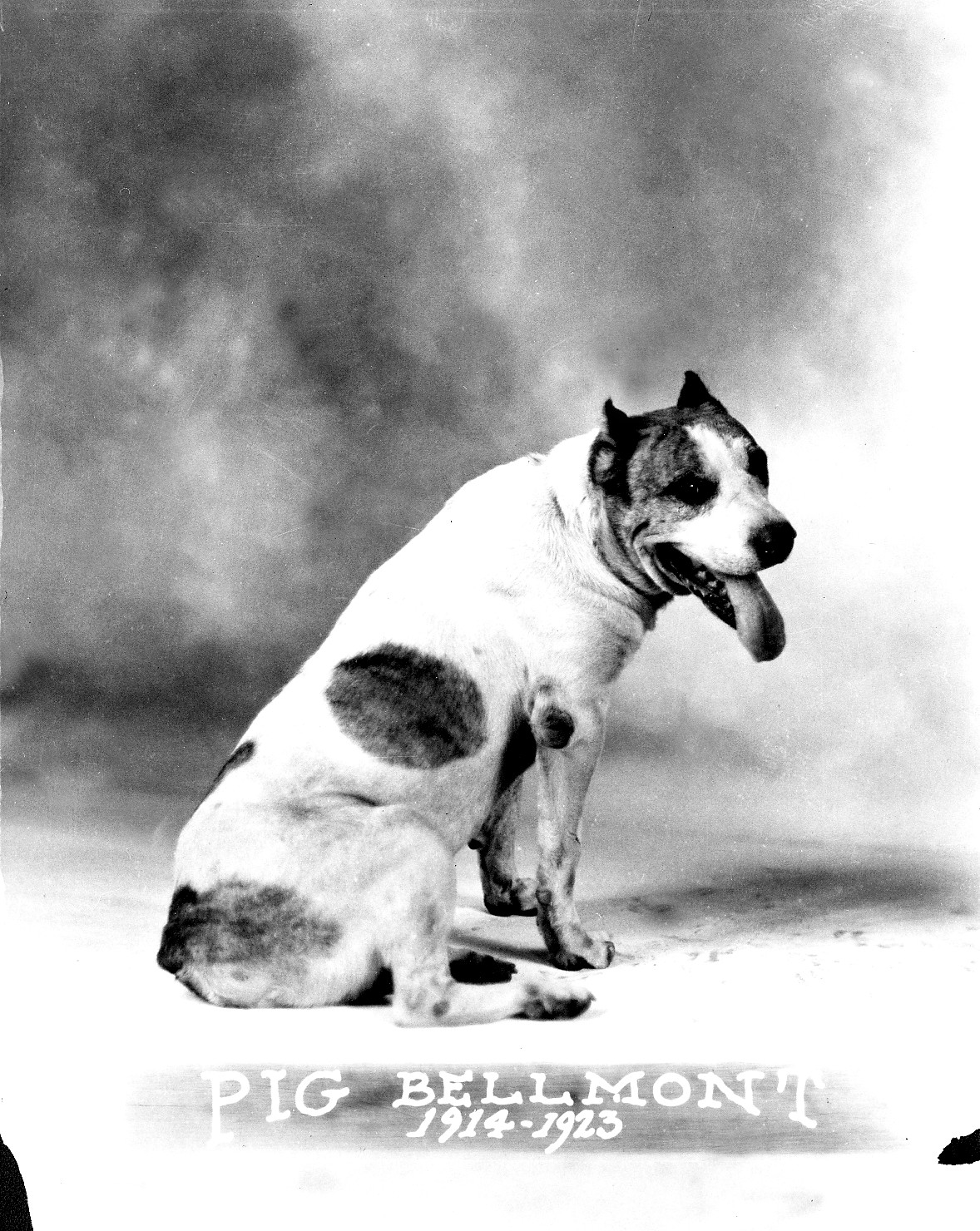 Bull terrier