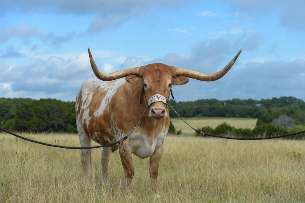 ut long horns