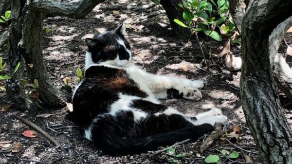 Black and white cat lounges under bushes