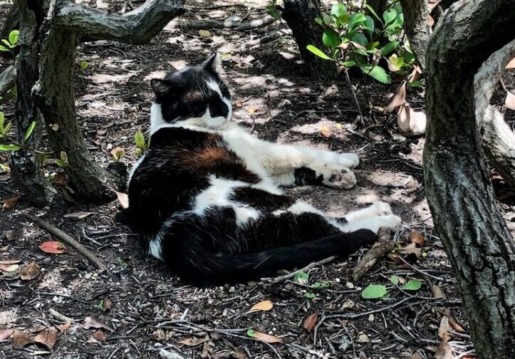 Black and white cat lounges under bushes