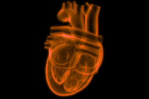 Heart simulation