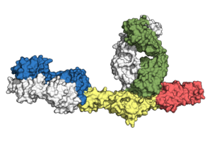 Gc protein from CCHF virus, plus antibodies