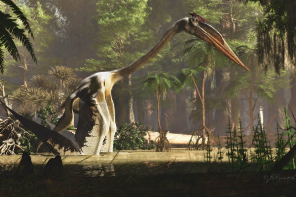 The giant Quetzalcoatlus stands on the ground, propping itself up with its wings