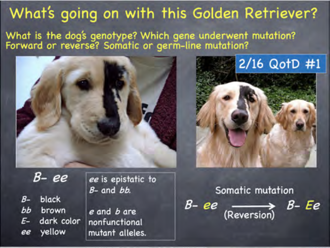 Golden retriever with half of face black