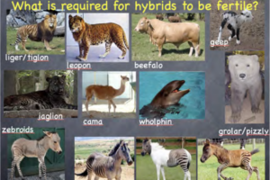 Collage of hybrid animals