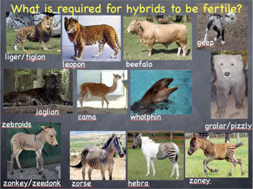 Collage of hybrid animals