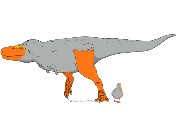 این مقایسه دایناسور بزرگی را در کنار یک اردک با پوست نارنجی روی پاها و صورتشان نشان می دهد.