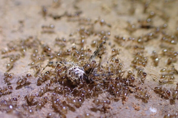 Crazy ant swarm