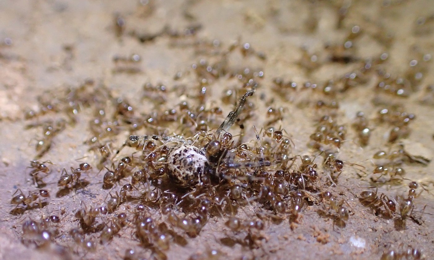 Invading Hordes of Crazy Ants May Have Finally Met Their Kryptonite - UT  News