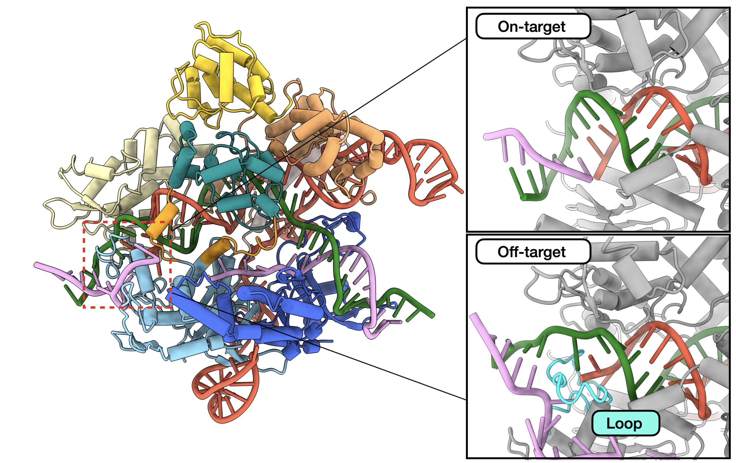 Cas9 encounters matched and mismatched DNA