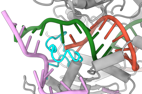 Cas9 encounters mismatched DNA