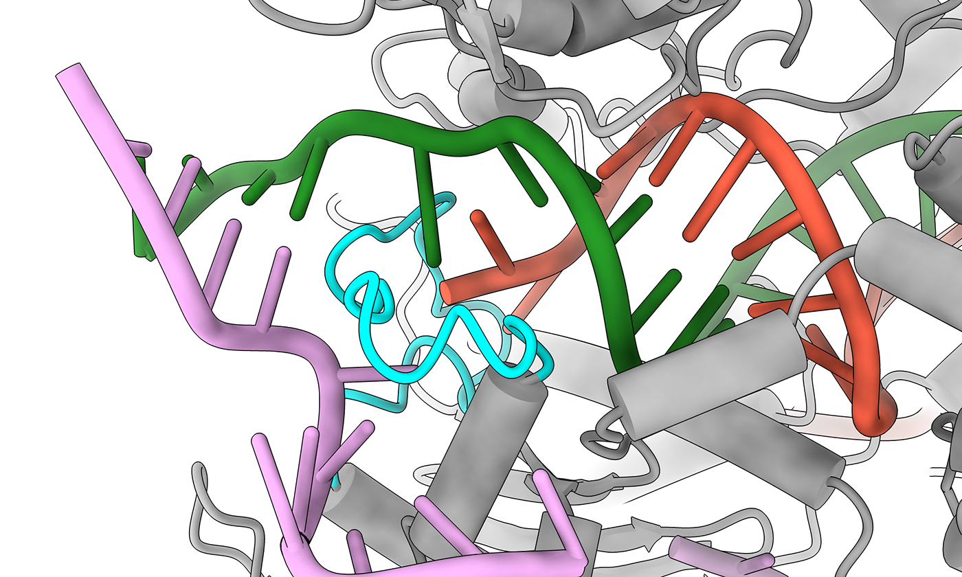 gene-editing-gets-safer-thanks-to-redesigned-protein-ut-news