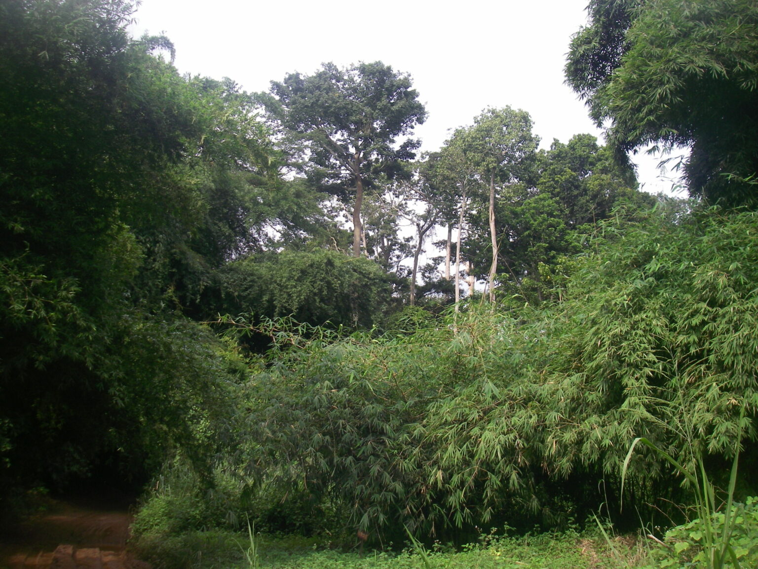 熱帯林が大気中のCO2濃度上昇から受ける恩恵は小さいことが判明(Tropical Forests Benefit Less from Elevated Atmospheric CO2 Than Thought)