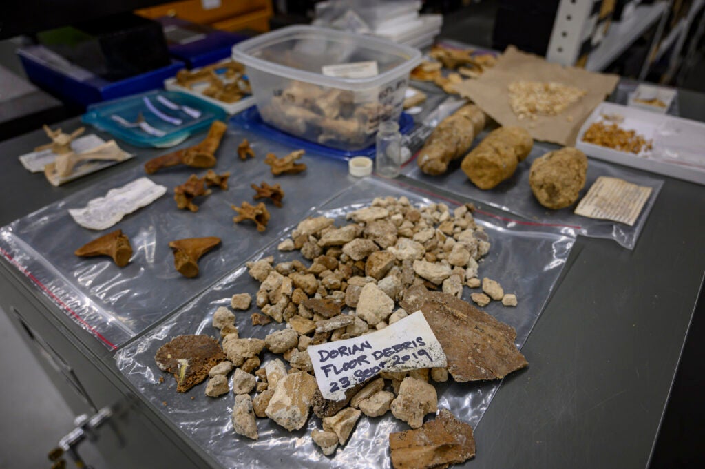 Natural history specimens sit on a table in the Bahamas