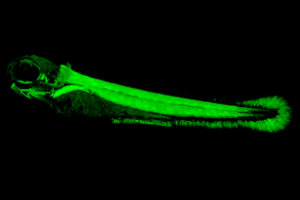 Zebrafish embryo muscles glow green