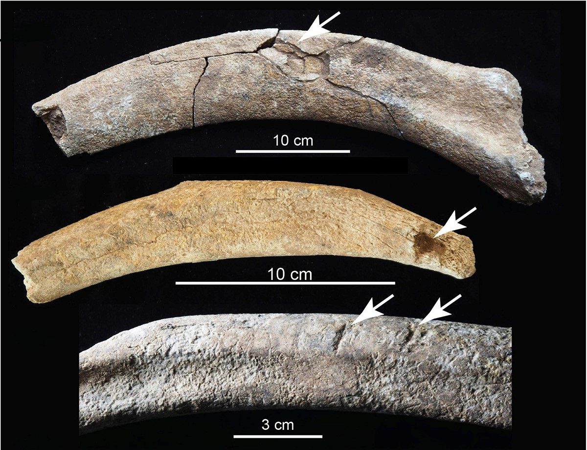 Close-ups of different bones shows butchering marks, slashes, and crushed areas.