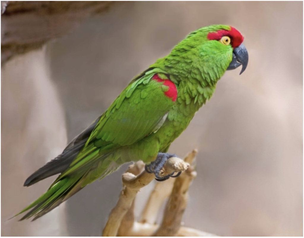 Old Bone Links Lost American Parrot to Ancient Indigenous Bird Trade ...