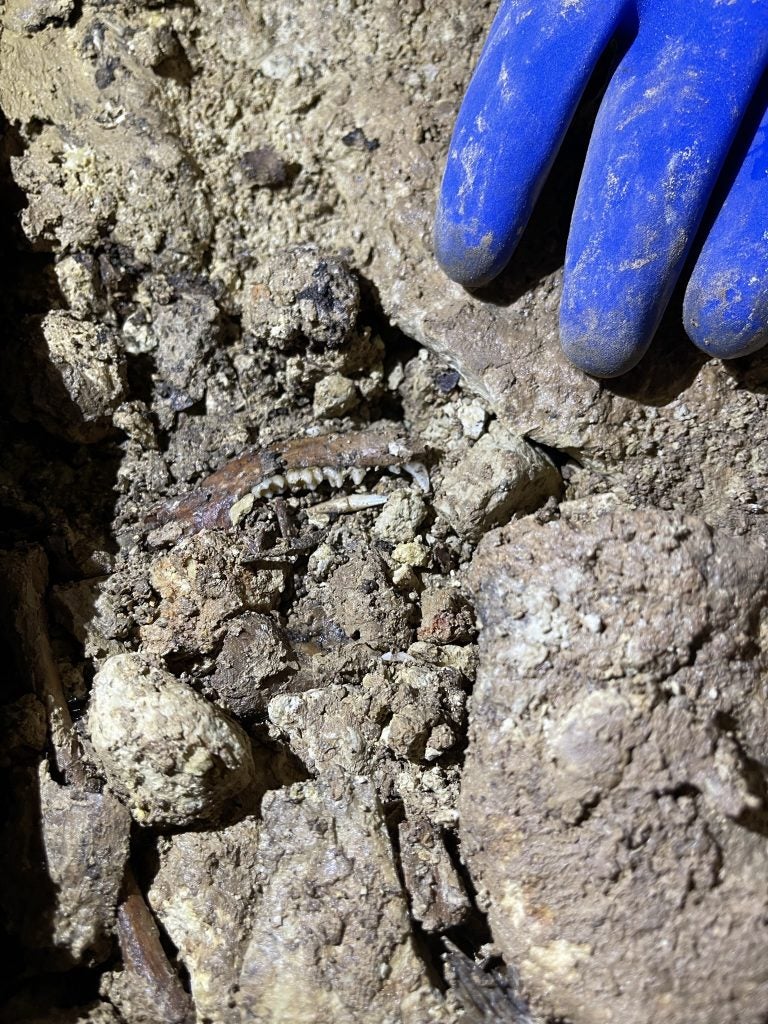 UT Paleontologists Collecting Ancient Cat Fossils from Natural Bridge