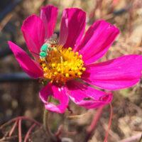 A green sweat bee on a pink flower.