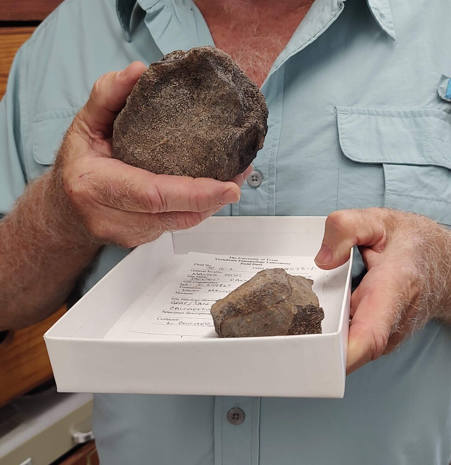 Newly Discovered Jurassic Fossils Are a Texas First - UT News