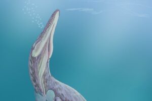 An artist’s interpretation of a Jurassic plesiosaur. Fossils from a plesiosaur discovered in West Texas are the only fossils from a Jurassic vertebrate found and described in the state. The University of Texas at Austin led the research. Credit: Wikimedia commons.